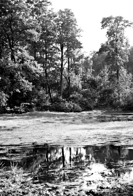 Wczytywanie Obrazu...