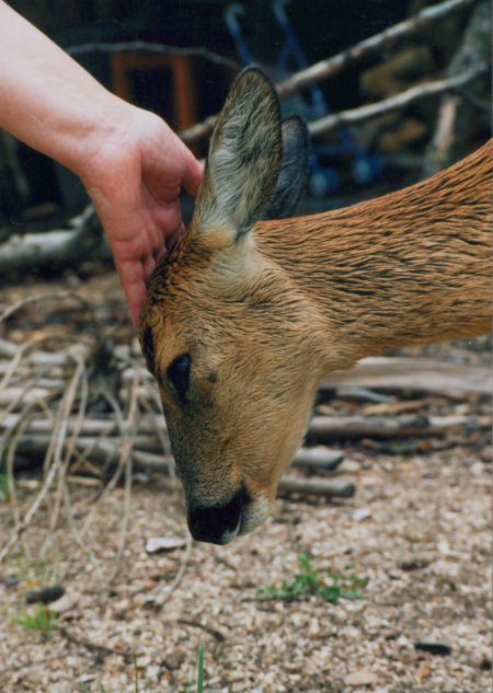 Wczytywanie Obrazu...