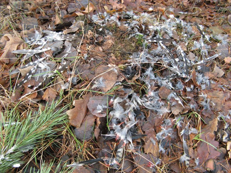 Wczytywanie Obrazu...