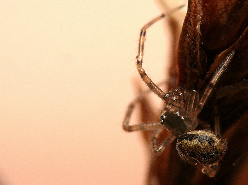 Wczytywanie Obrazu...