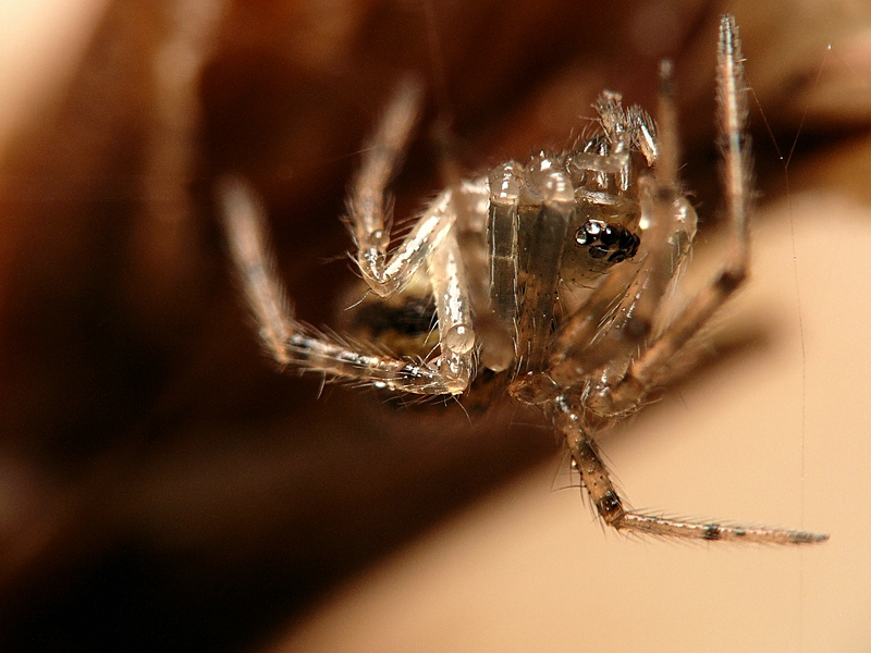 Wczytywanie Obrazu...