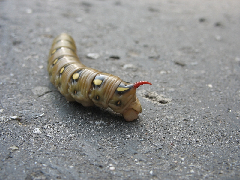 Wczytywanie Obrazu...