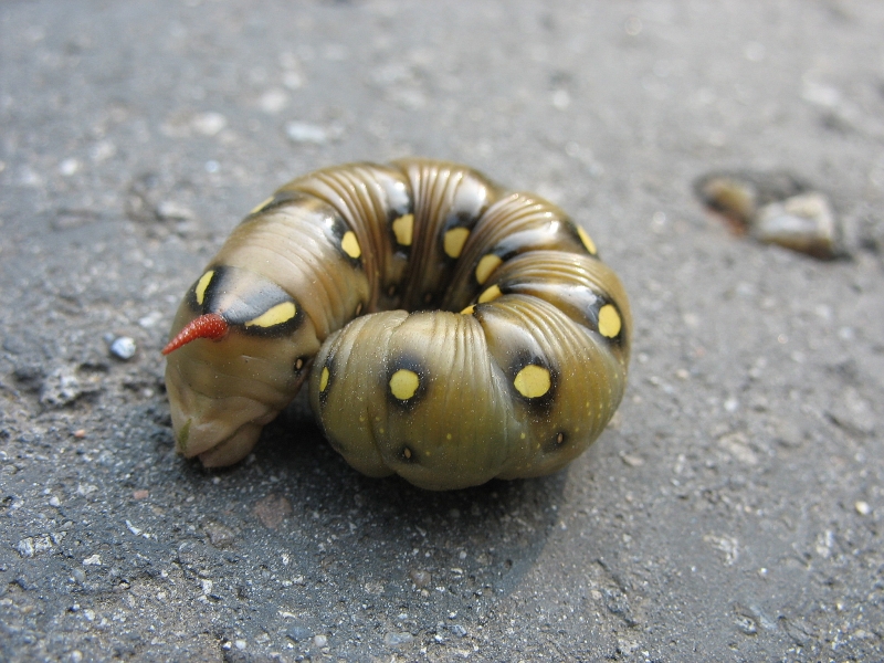 Wczytywanie Obrazu...