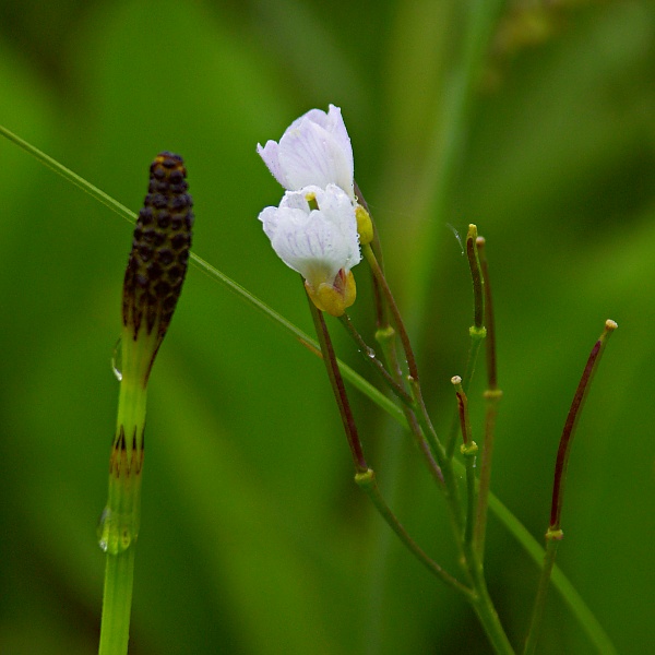 Wczytywanie Obrazu...