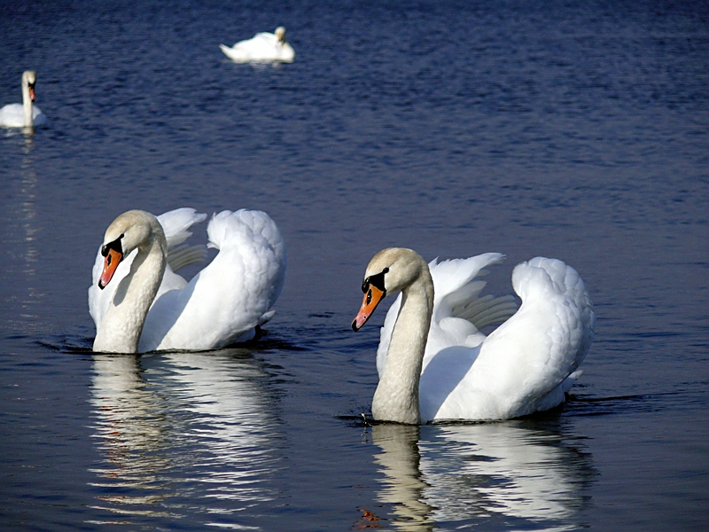 Wczytywanie Obrazu...