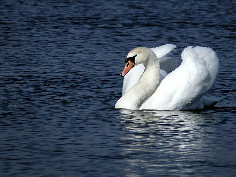 Wczytywanie Obrazu...