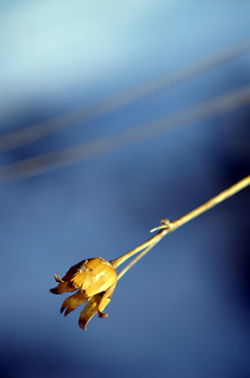 Wczytywanie Obrazu...