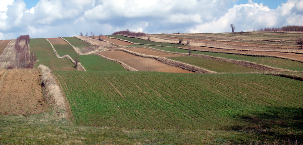 Wczytywanie Obrazu...