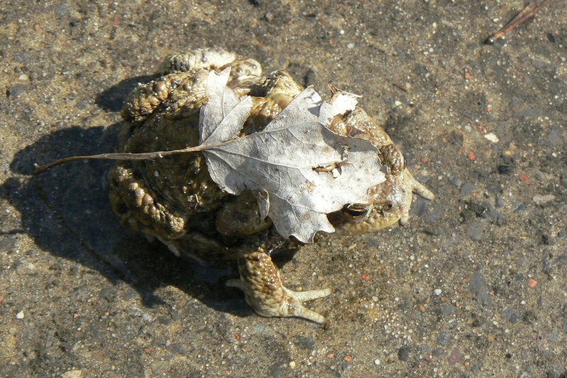 Wczytywanie Obrazu...