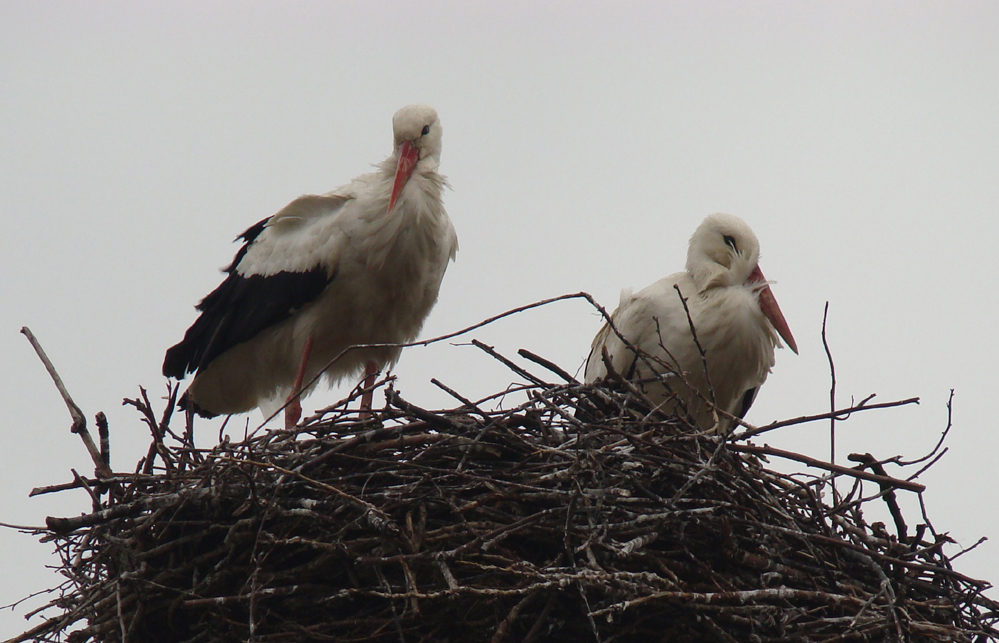 Wczytywanie Obrazu...