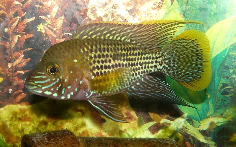 Wczytywanie Obrazu...