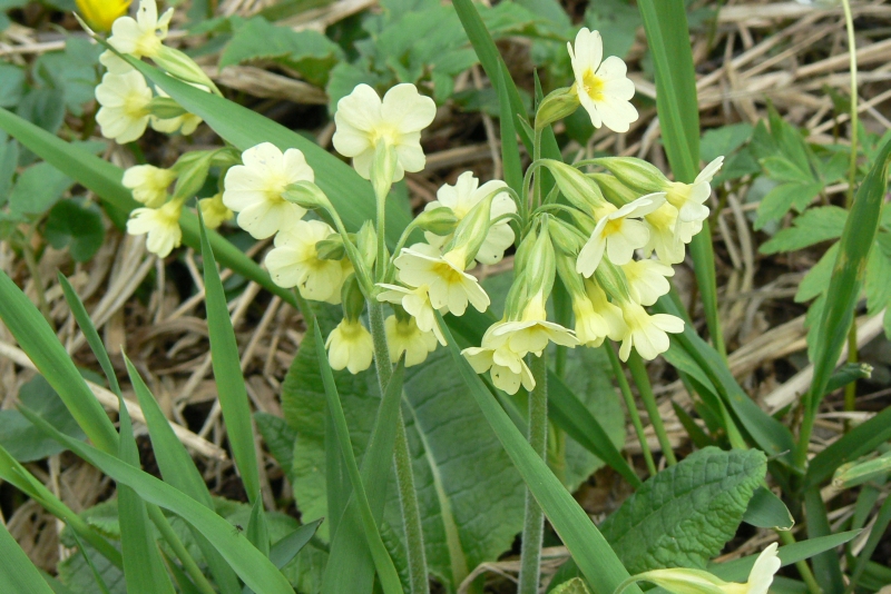 Wczytywanie Obrazu...