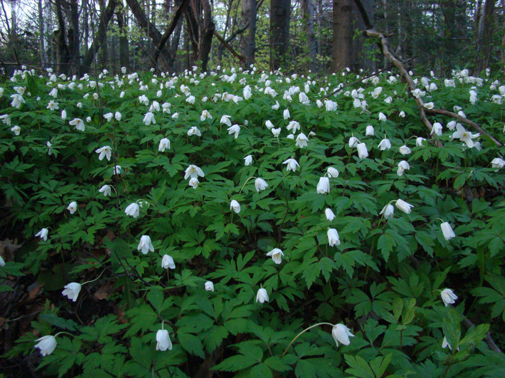 Wczytywanie Obrazu...