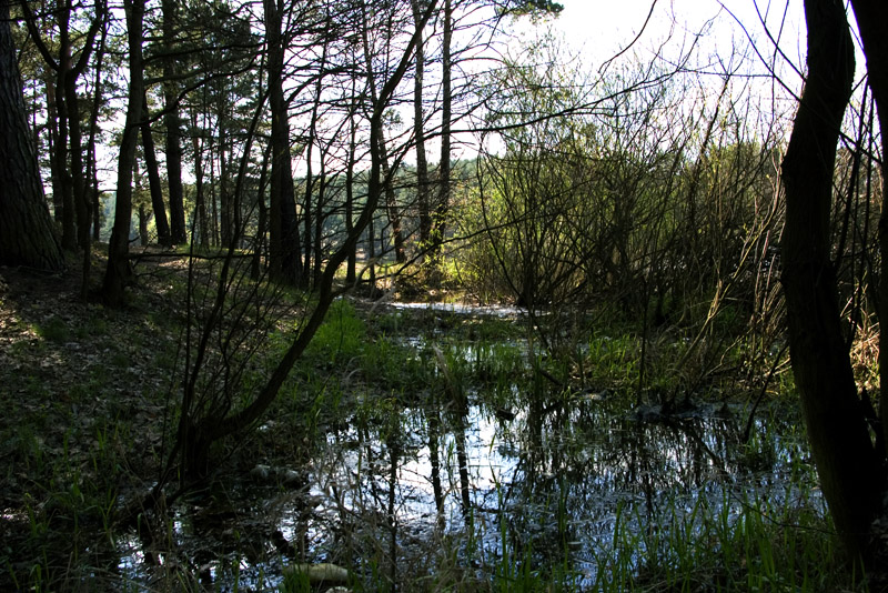 Wczytywanie Obrazu...