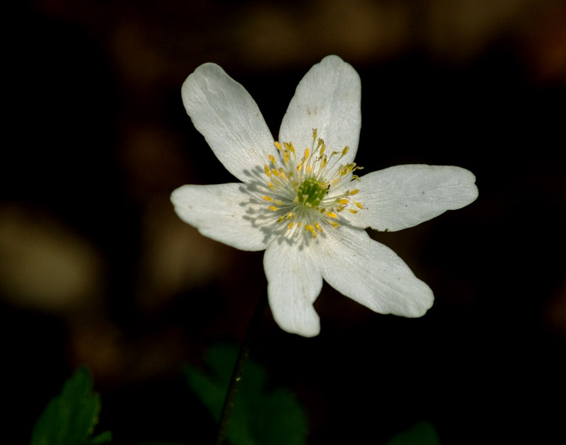 Wczytywanie Obrazu...