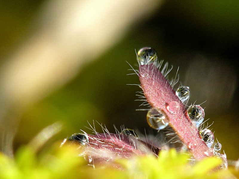 Wczytywanie Obrazu...