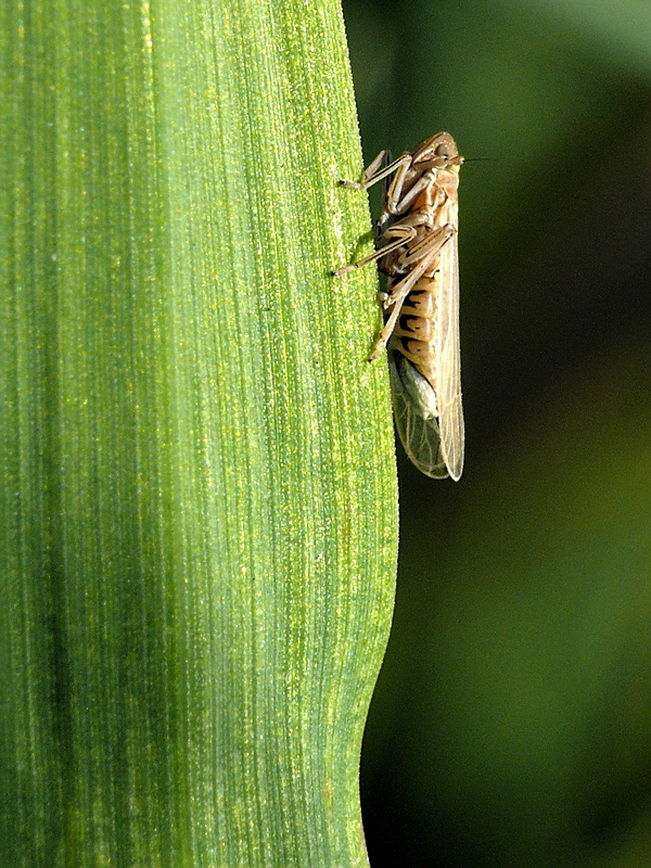 Wczytywanie Obrazu...