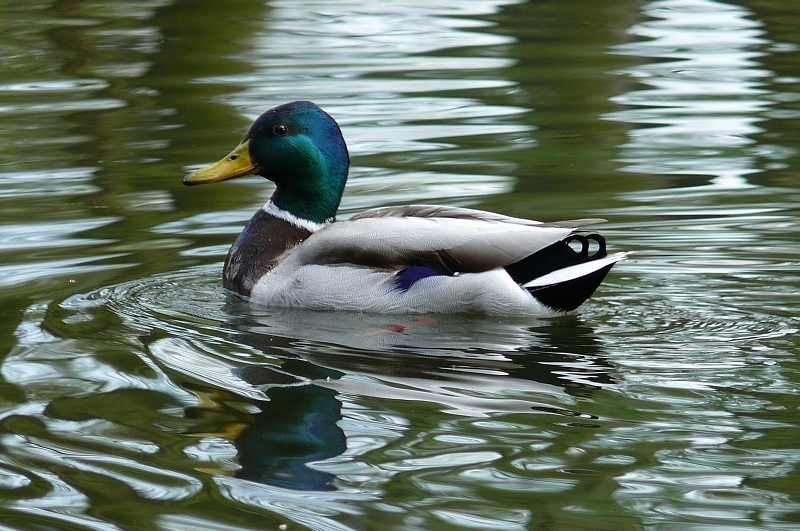 Wczytywanie Obrazu...