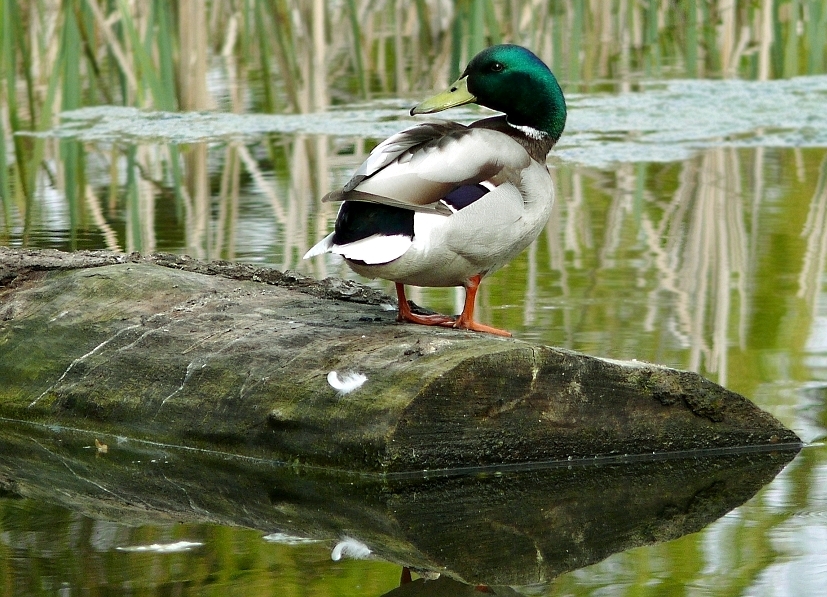 Wczytywanie Obrazu...