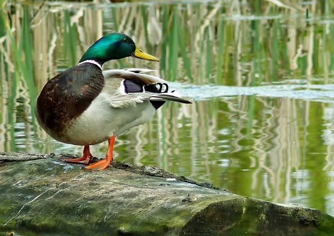 Wczytywanie Obrazu...