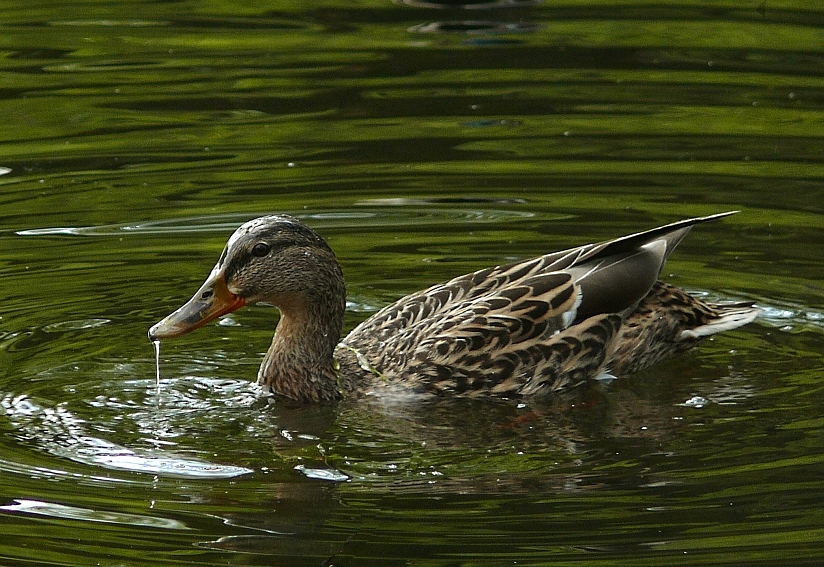 Wczytywanie Obrazu...