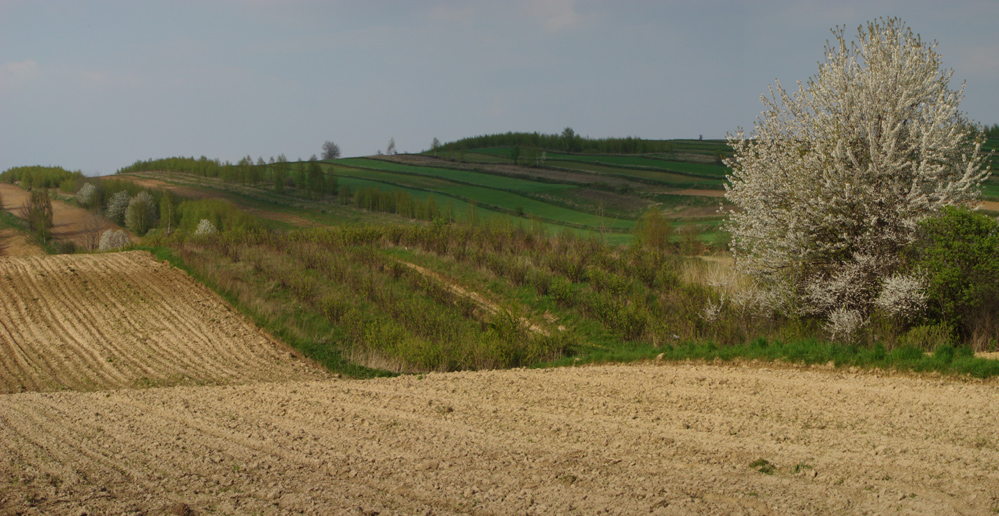 Wczytywanie Obrazu...