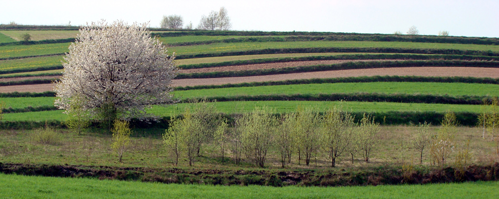 Wczytywanie Obrazu...