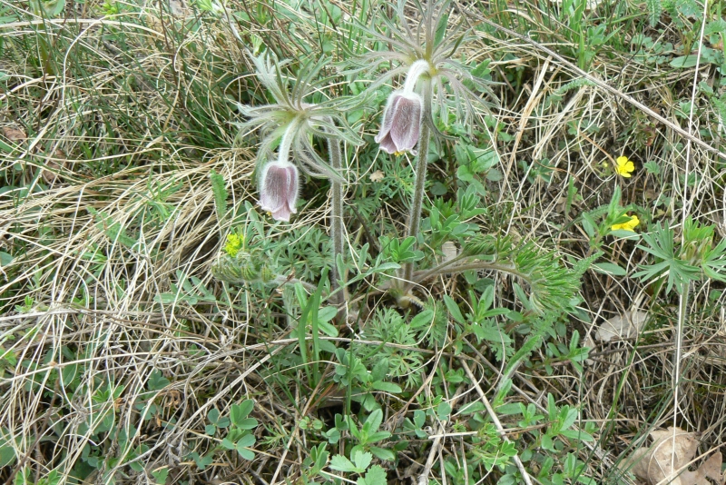 Wczytywanie Obrazu...