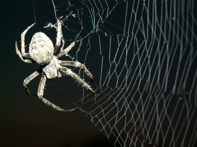 Wczytywanie Obrazu...