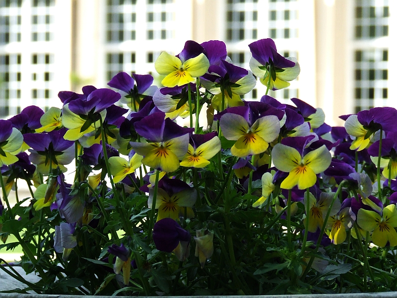 Wczytywanie Obrazu...