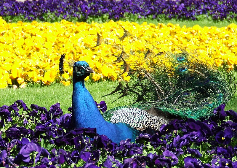 Wczytywanie Obrazu...