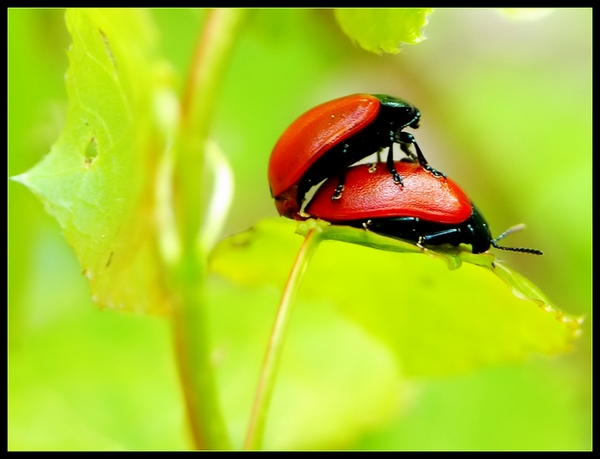 Wczytywanie Obrazu...