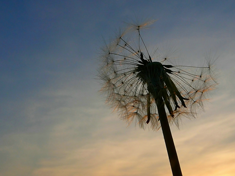 Wczytywanie Obrazu...