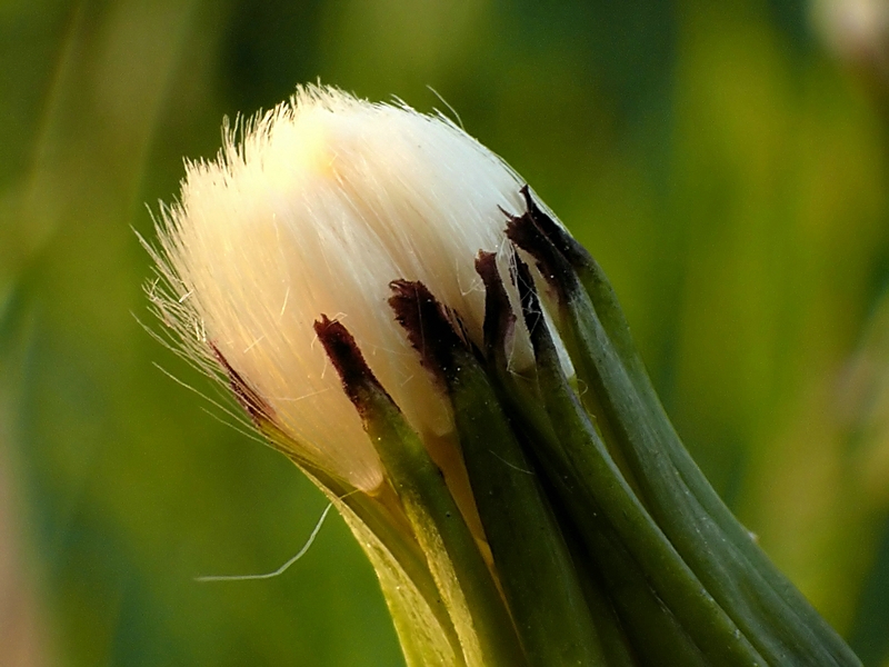 Wczytywanie Obrazu...