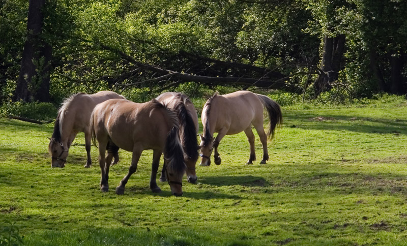 Wczytywanie Obrazu...