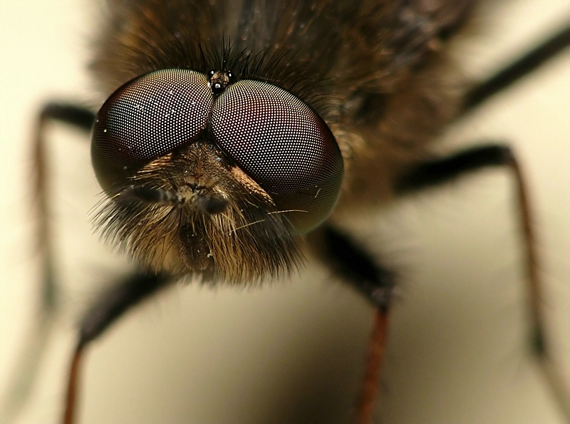 Wczytywanie Obrazu...