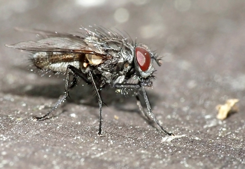 Wczytywanie Obrazu...