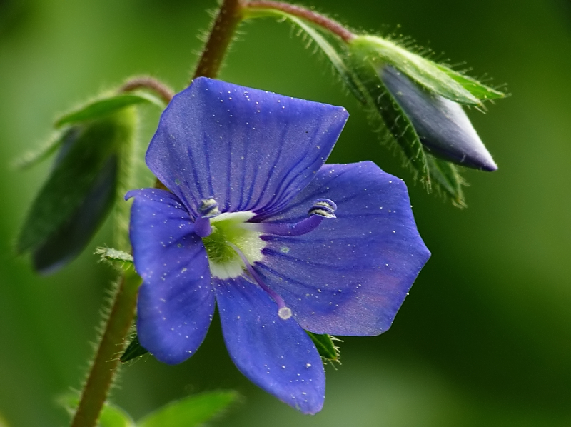 Wczytywanie Obrazu...