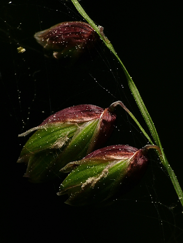 Wczytywanie Obrazu...