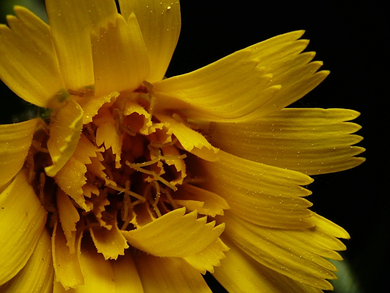 Wczytywanie Obrazu...