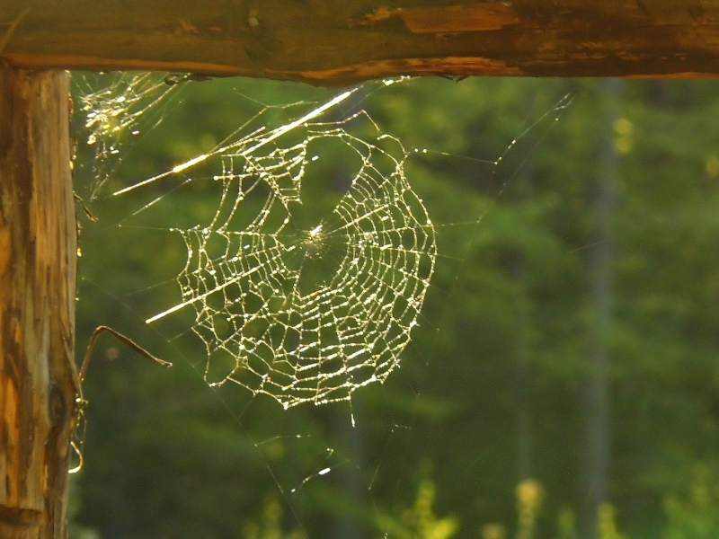 Wczytywanie Obrazu...