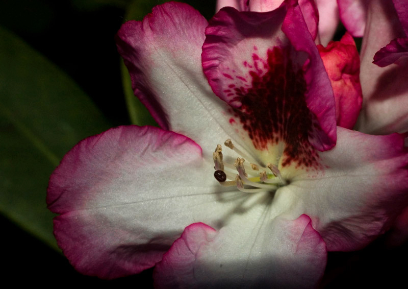 Wczytywanie Obrazu...