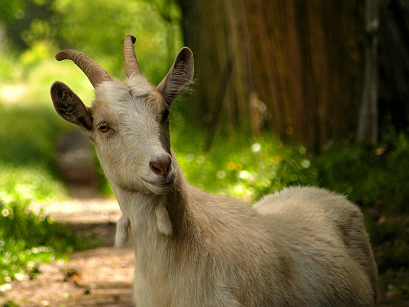 Wczytywanie Obrazu...