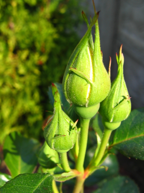 Wczytywanie Obrazu...