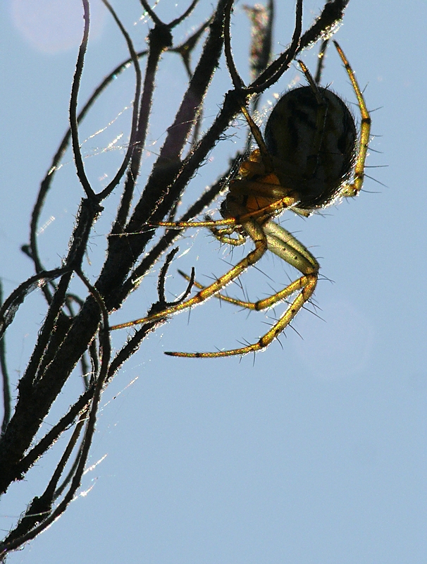 Wczytywanie Obrazu...