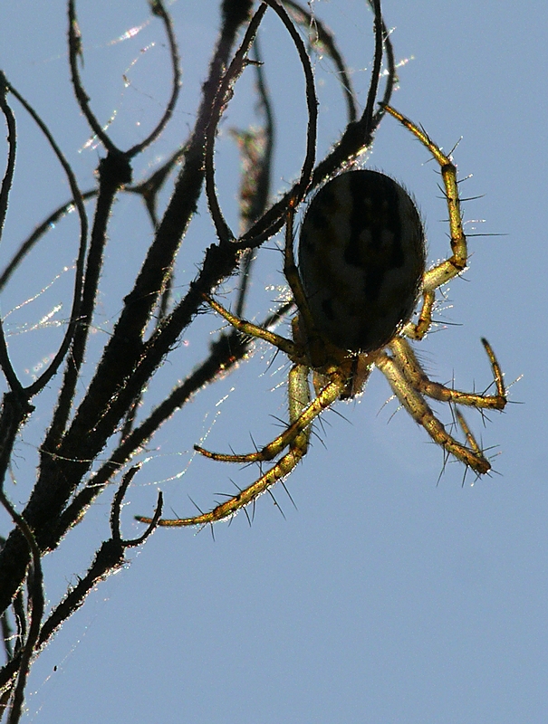 Wczytywanie Obrazu...