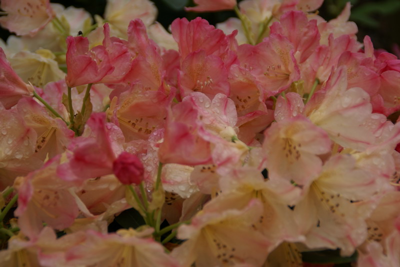 Wczytywanie Obrazu...