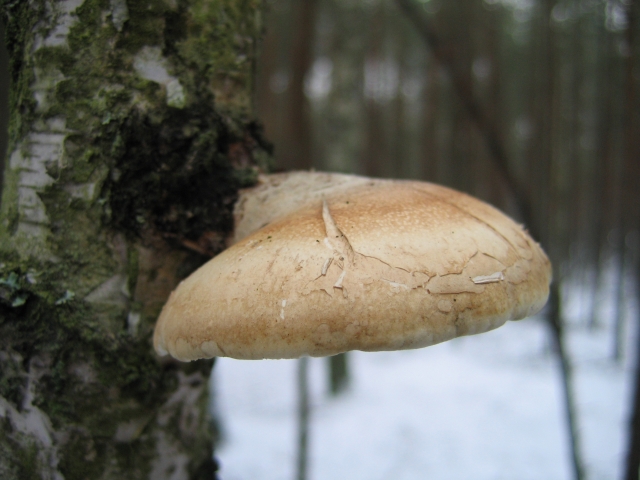 Wczytywanie Obrazu...