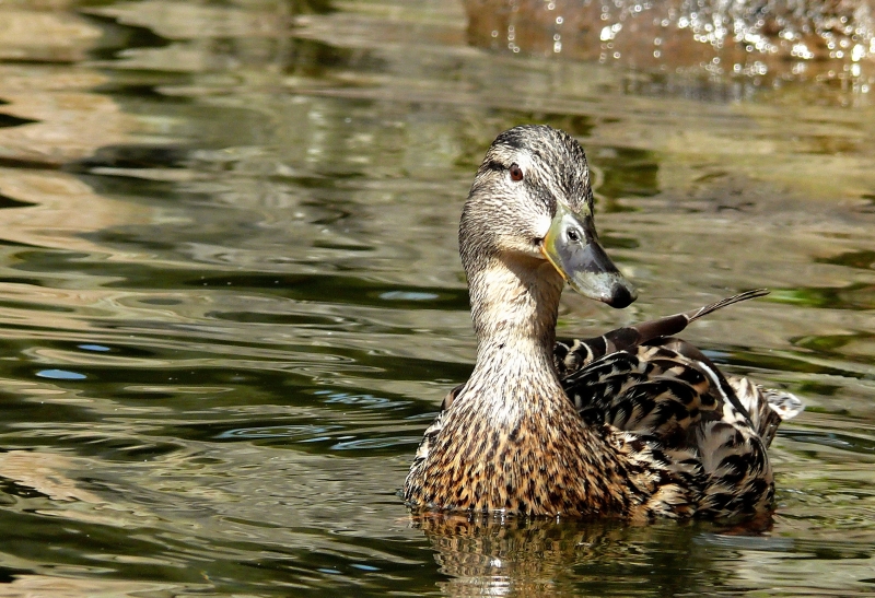 Wczytywanie Obrazu...