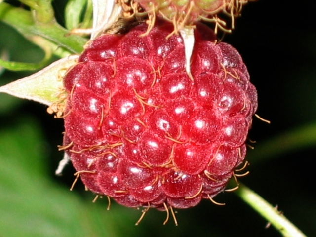 Wczytywanie Obrazu...